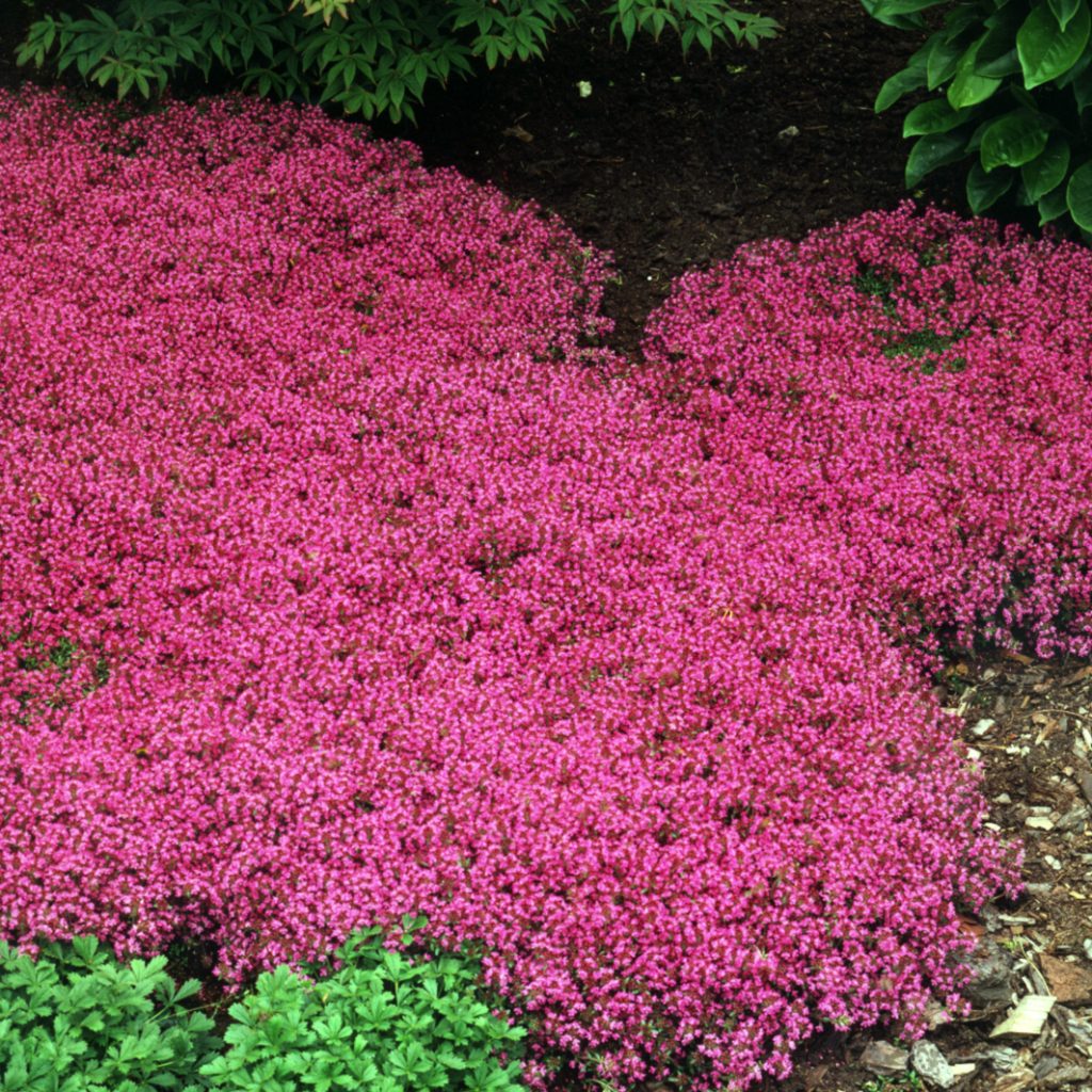 Red Creeping Thyme Walters