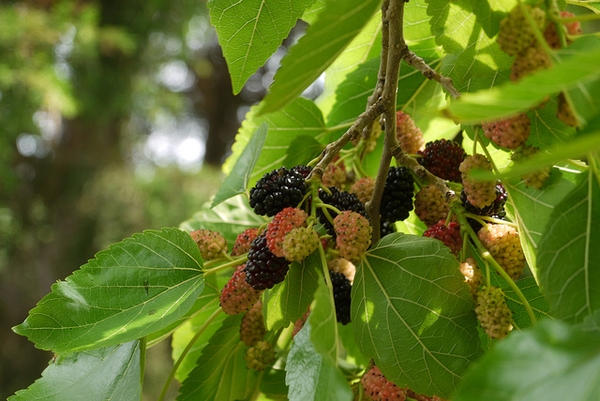 Red Mulberry Tree