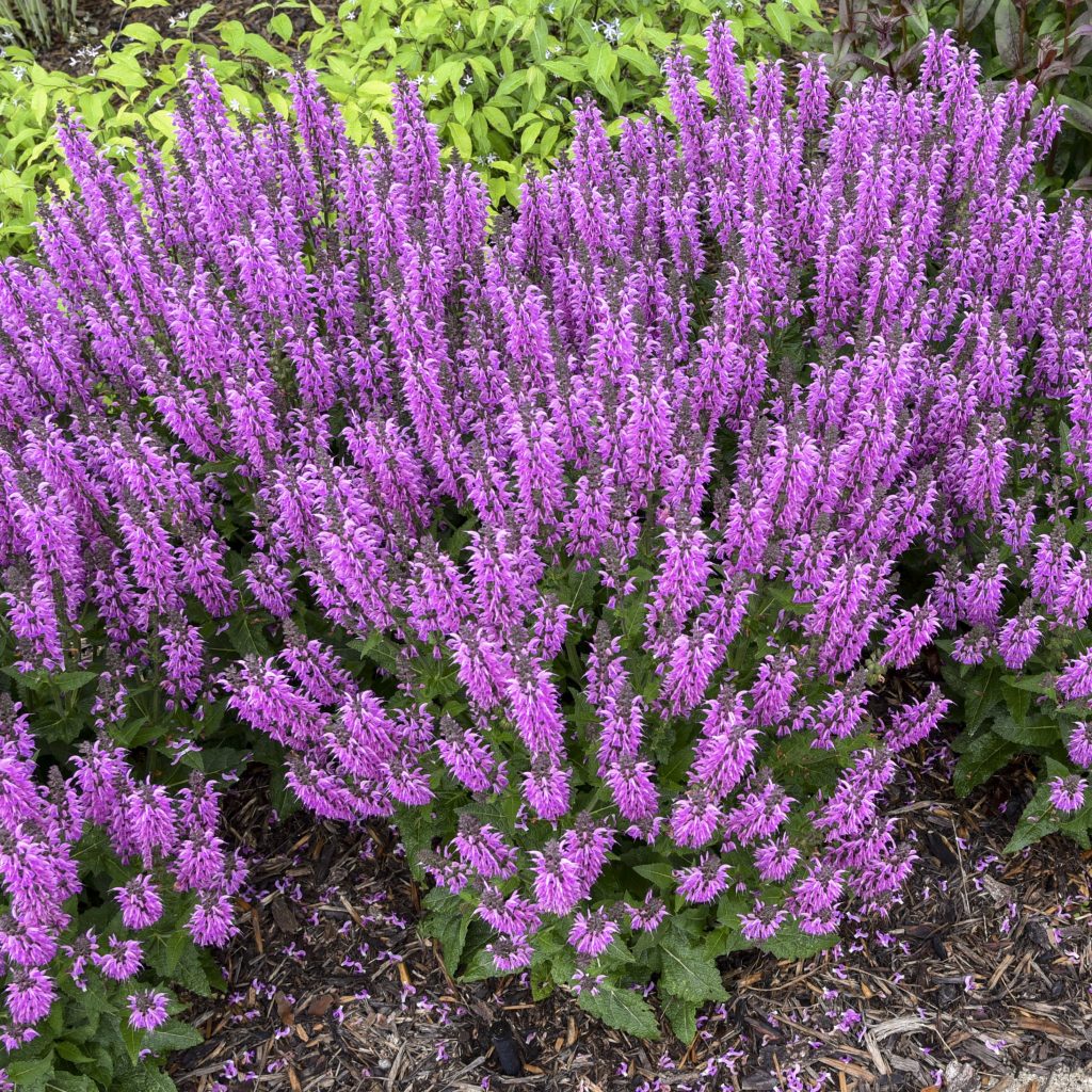 Salvia 'Back to the Fuchsia' Walters