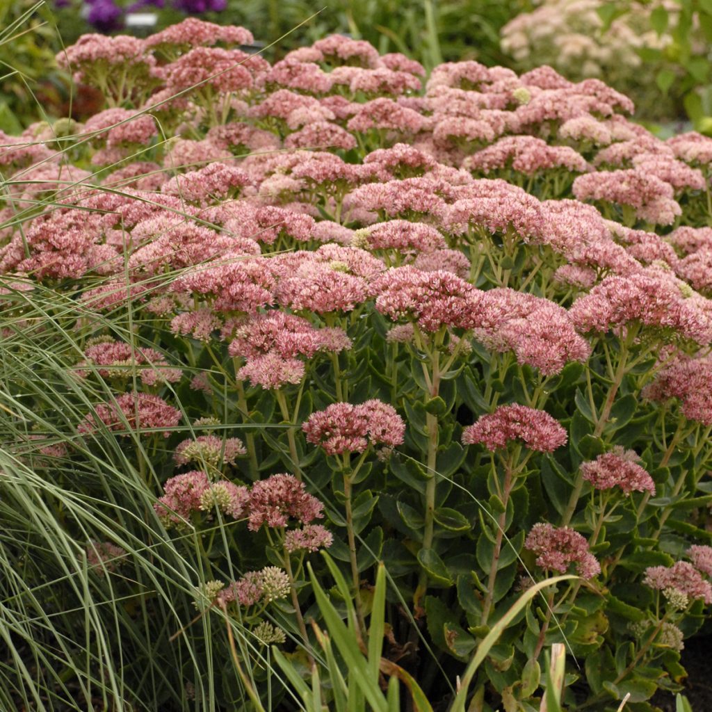 Sedum 'Autumn Fire' Walters