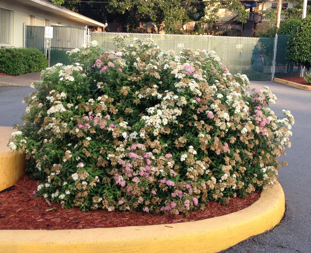 Shirobana Spirea