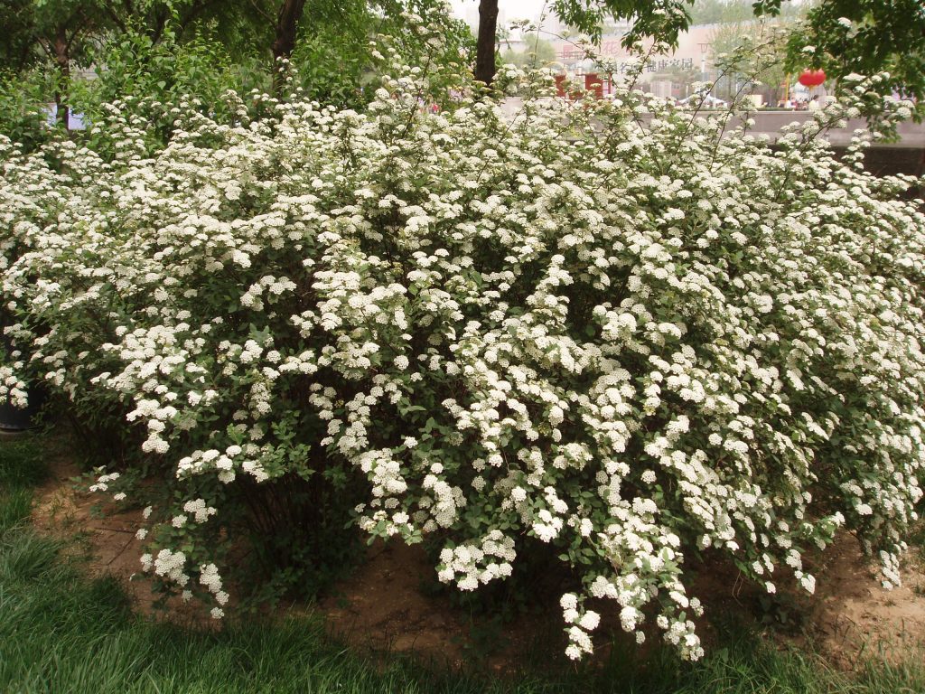 Snowmound Spirea2