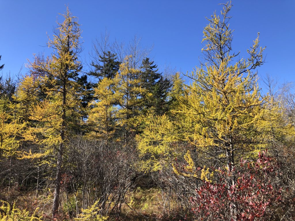 Tamarack Tree