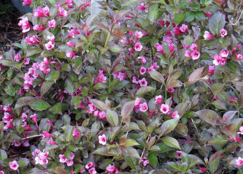 Tango Weigela