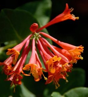 Trumpet Honeysuckle North Creek Nursery