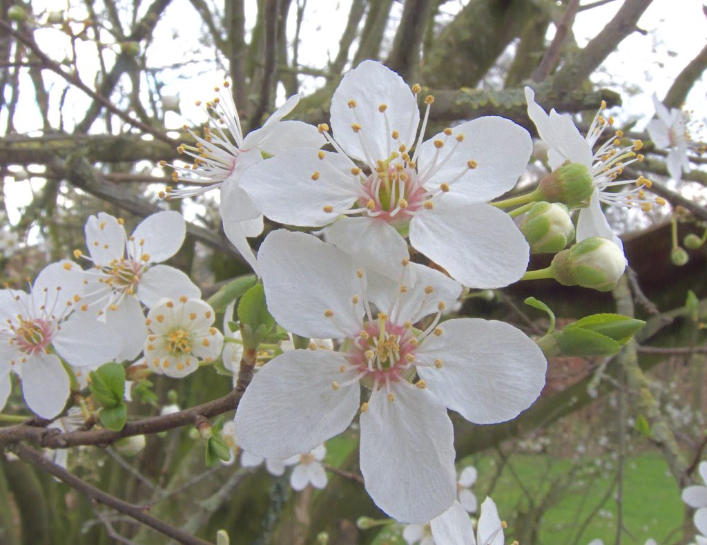 Valor plum blooms