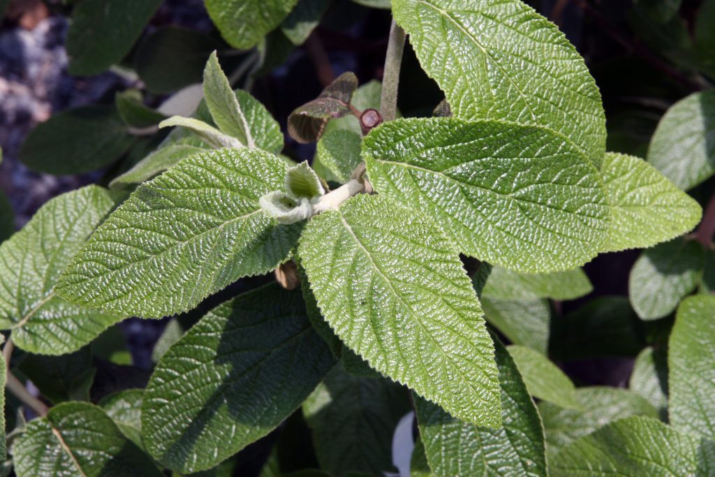 Viburnum x rhytidophylloides Alleghany 0zz