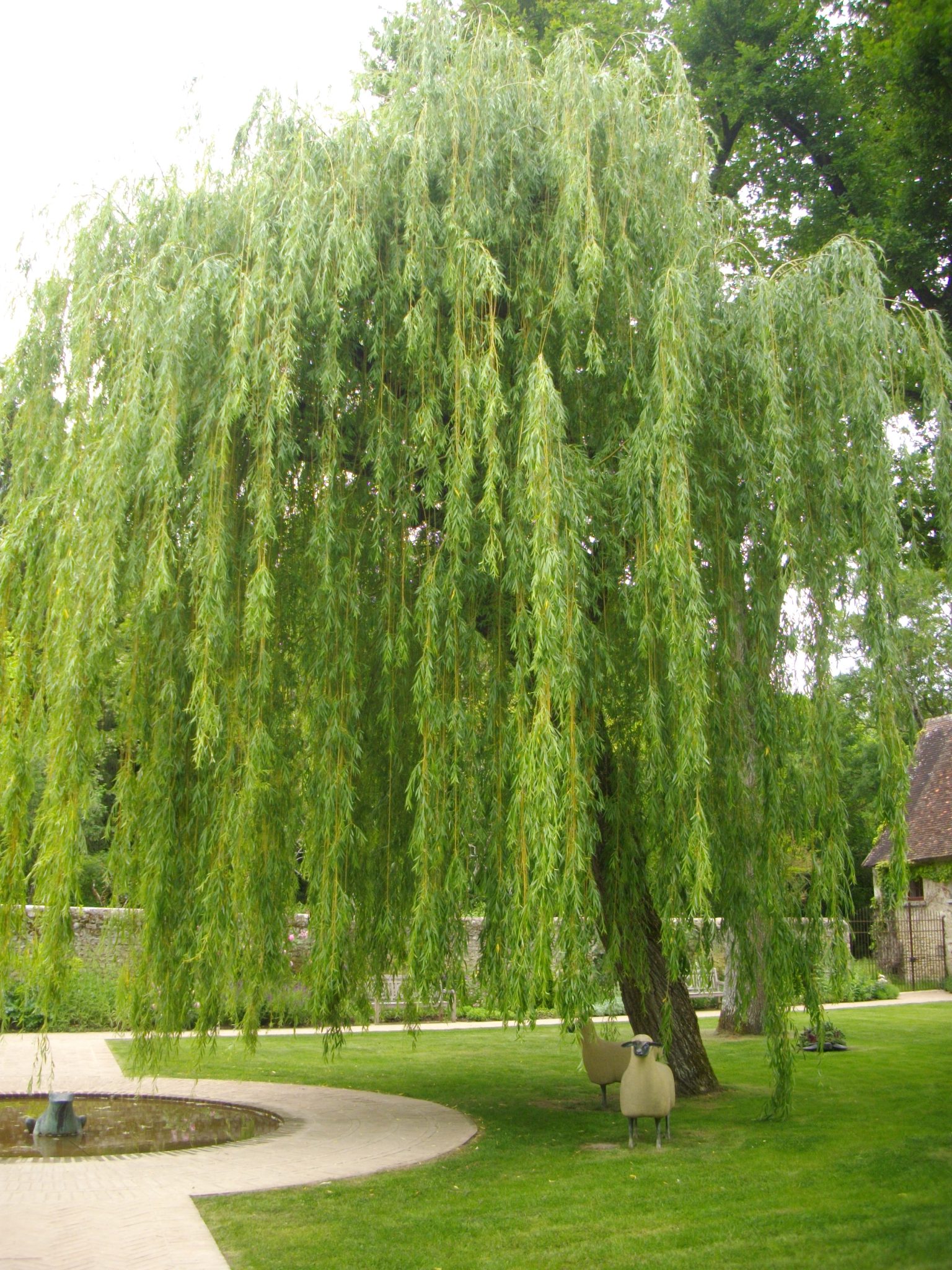 Willow Weeping - Wild Juniper Nursery