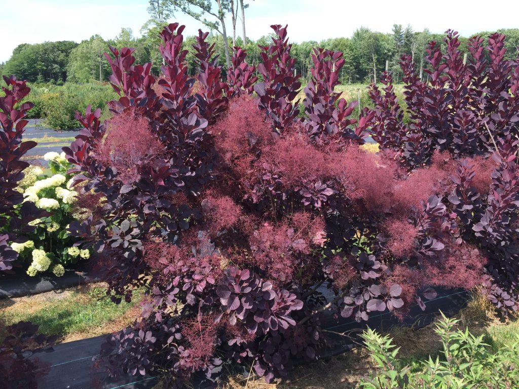 Winecraft Black Smokebush Proven