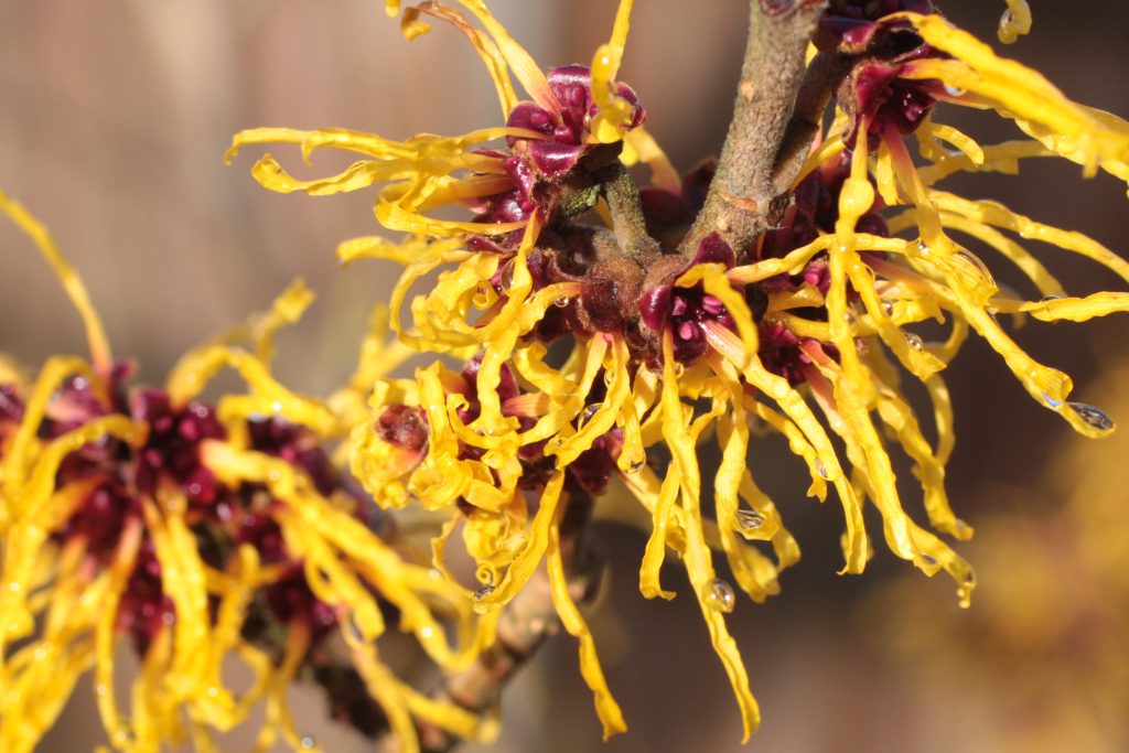 Witch Hazel