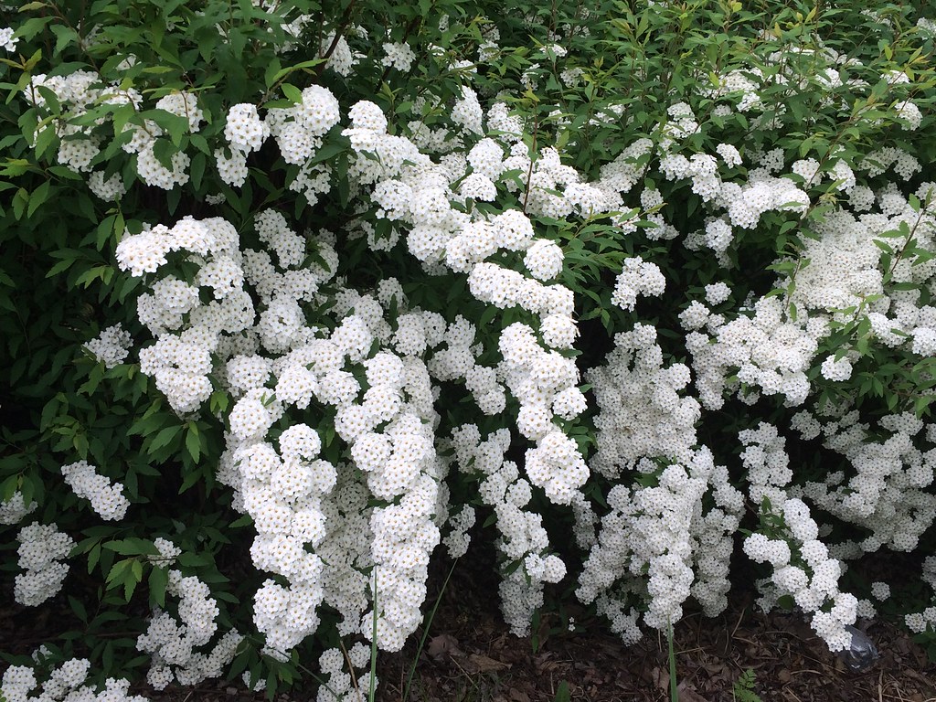 bridal wreath 1