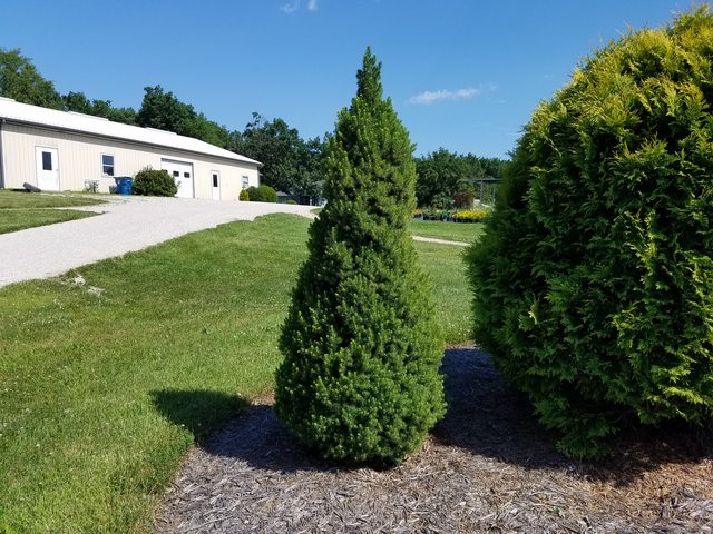 dwarf alberta spruce 1