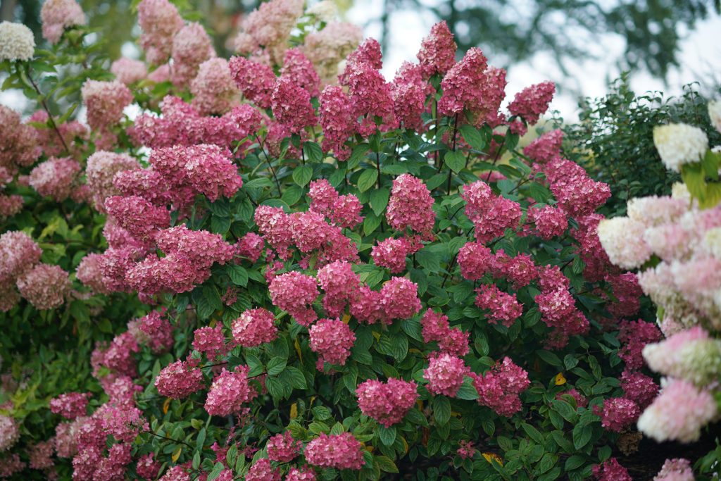 firelight hydrangea proven
