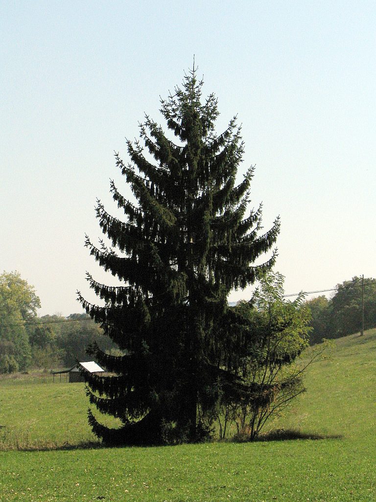 norway spruce1