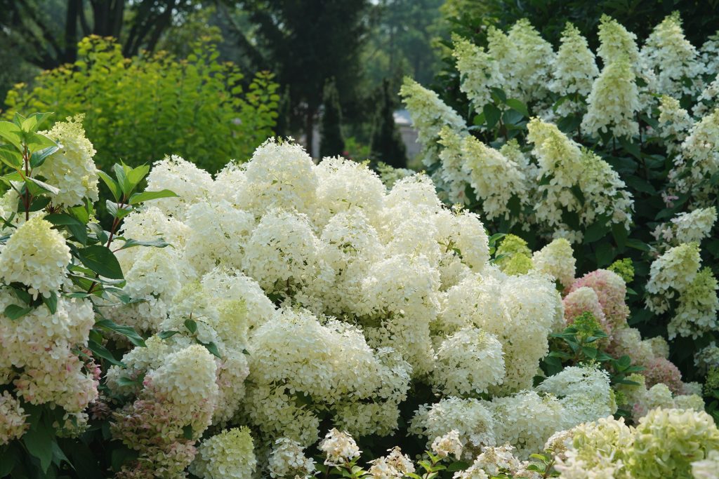 puffer fish hydrangea proven winners