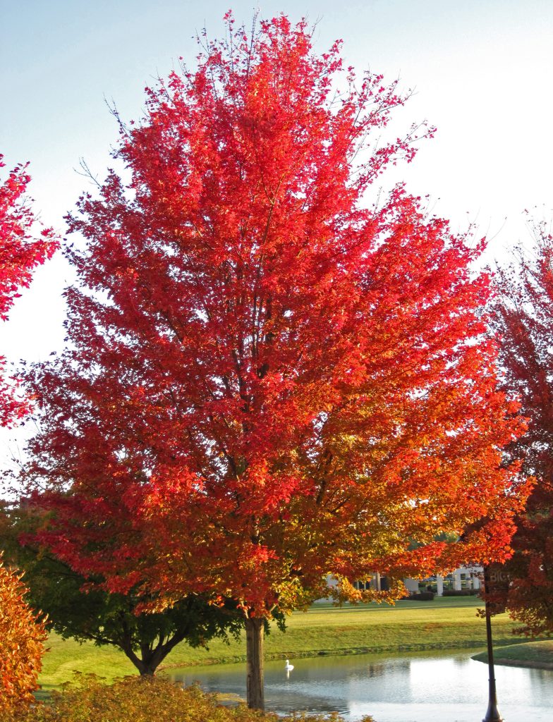 red maple