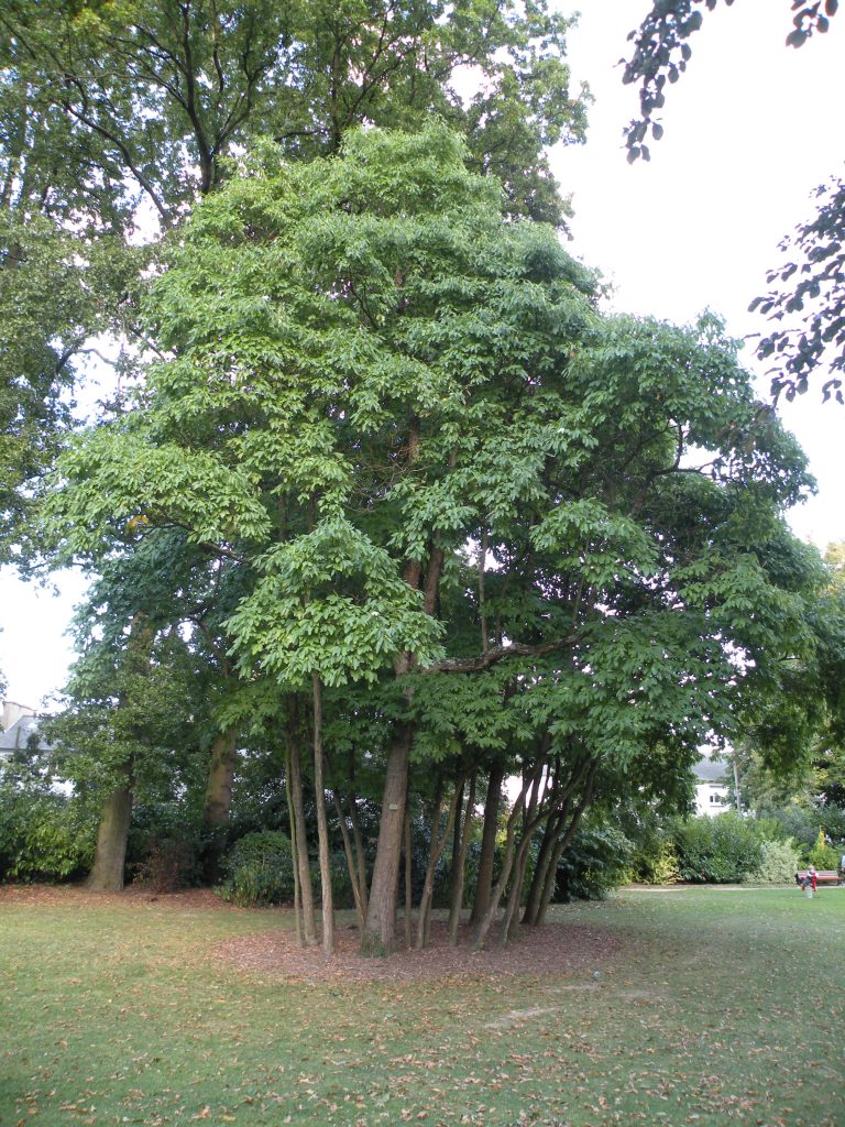 sassafras
