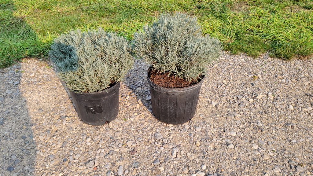 sensationallavender1