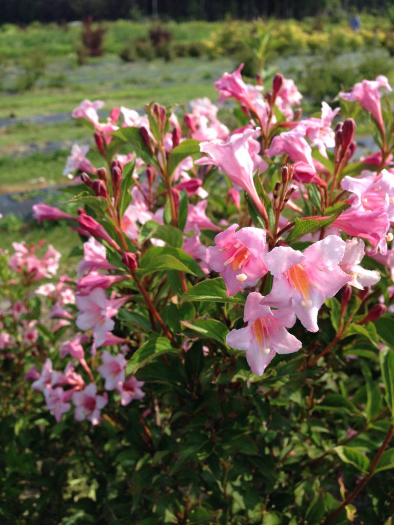 sonic bloom pure pink weigela Proven