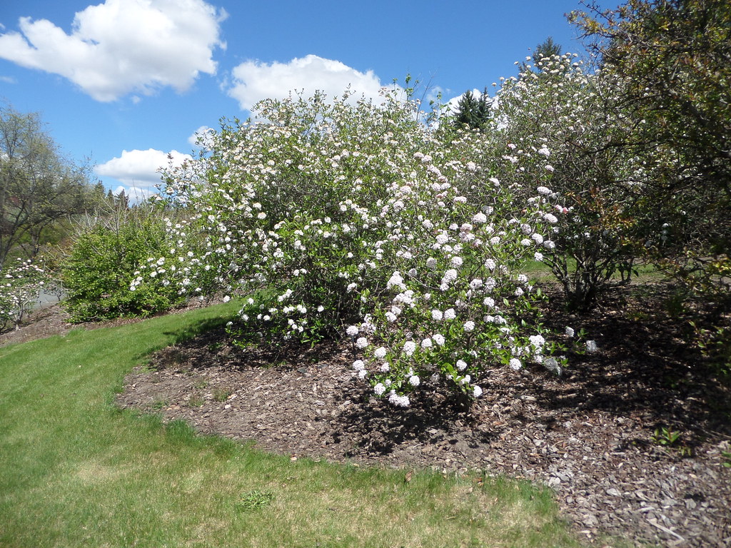 viburnum burkwoodii