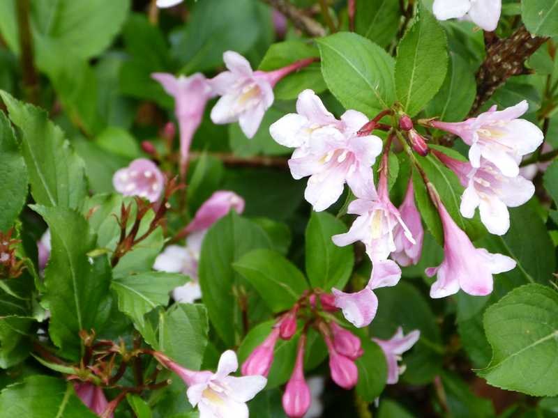 weigela polka missouri