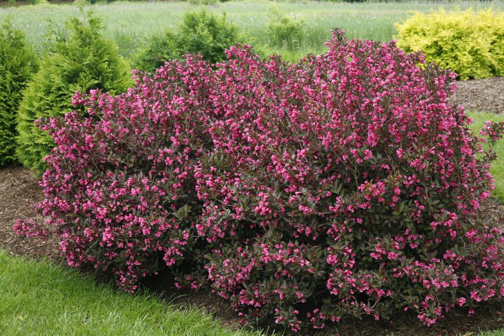 weigela wine roses Proven