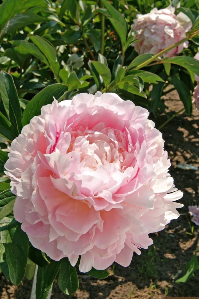 CREATOR: gd jpeg v1.0 (using IJG JPEG v80), default quality