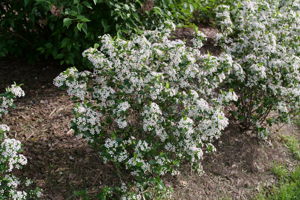 Aronia snowfire