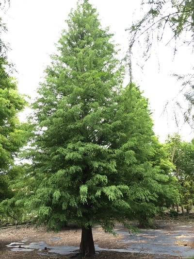 Bald Cypress Green