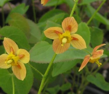 Barrenwort Orange Queen Pheasant Run Nursery