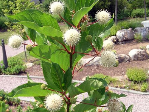 Buttonbush