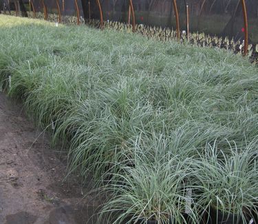 Carex Blue Zinger Pleasant Run Nursery