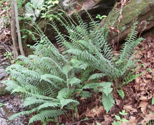 Christmas Fern Georgia Native Plant Society