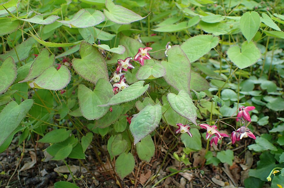Epimedium Red