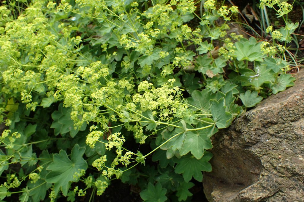 Gold Strike Lady's Mantle