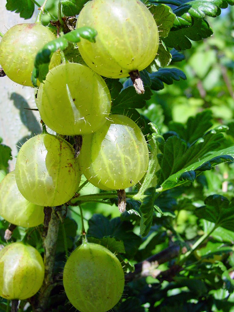 Gooseberry Jahn's