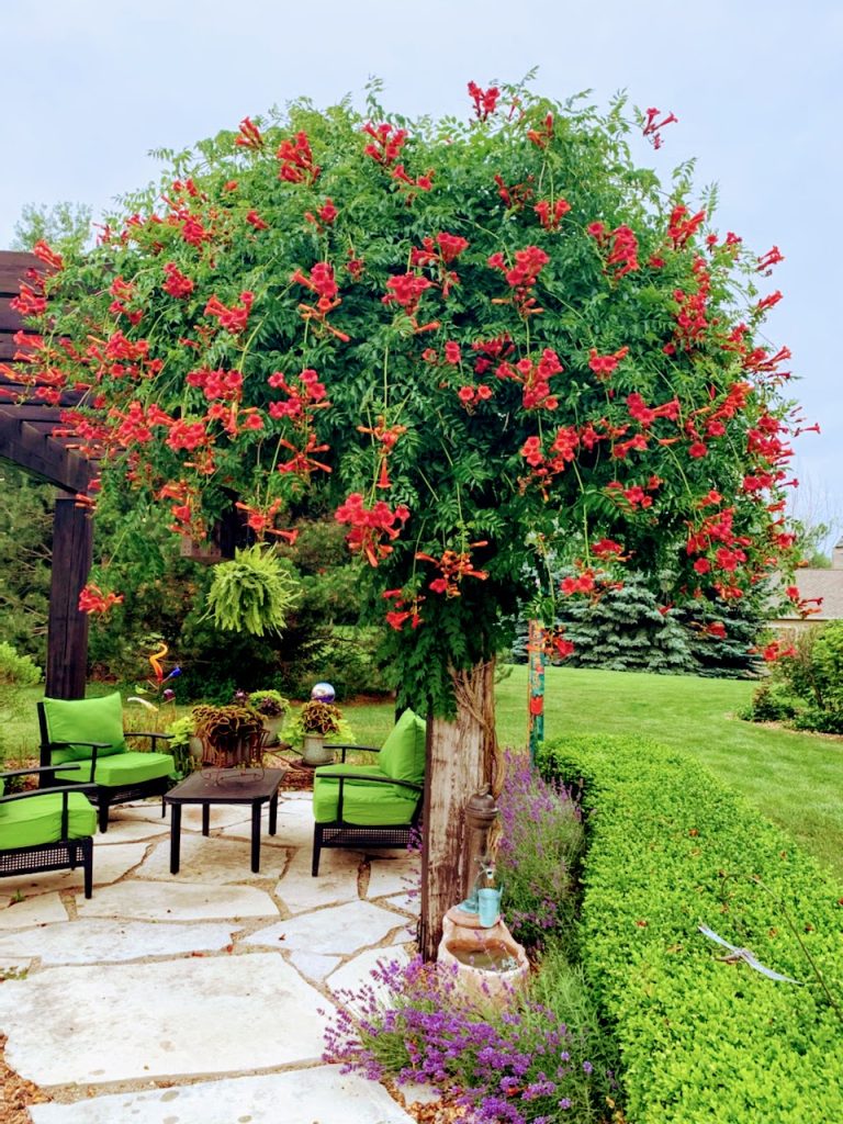 Karen's Trumpet Vine 1
