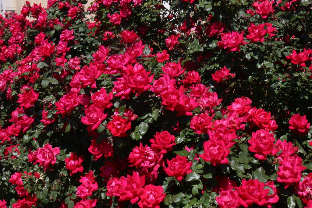 Knockout Red Bush Rose