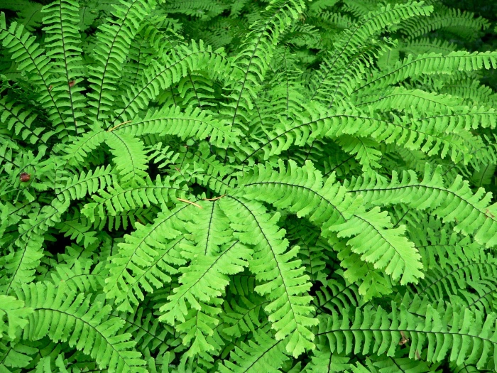 Maidenhair Fern