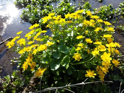 Marsh Marigold