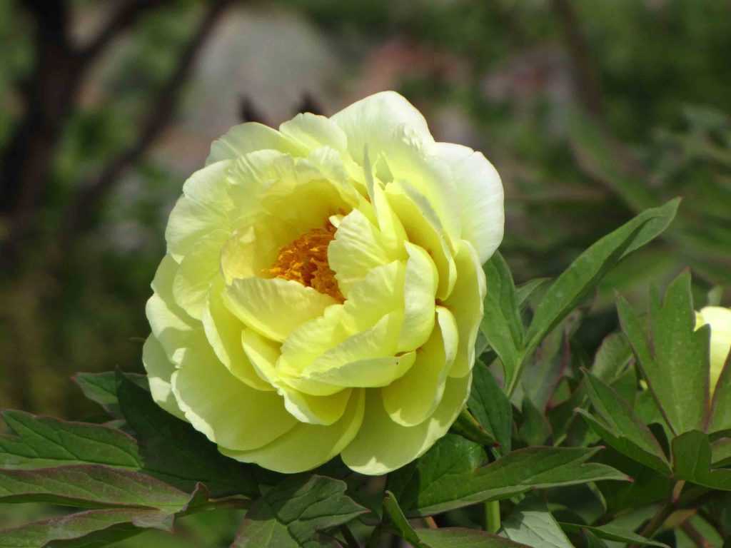 Peony Tree High Noon