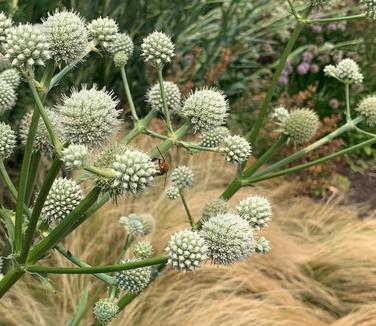 Rattlesnake Master Pleasant Run Nursery