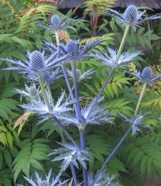 Sea Holly Big Blue Pleasant Run