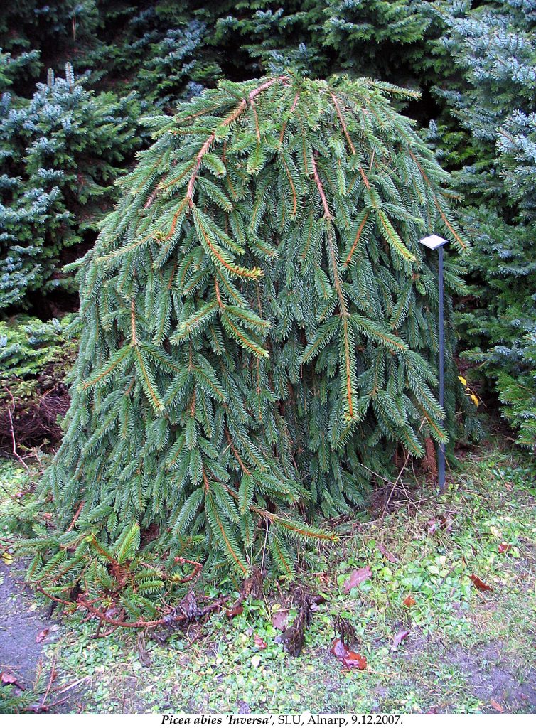 Weeping Norway Spruce