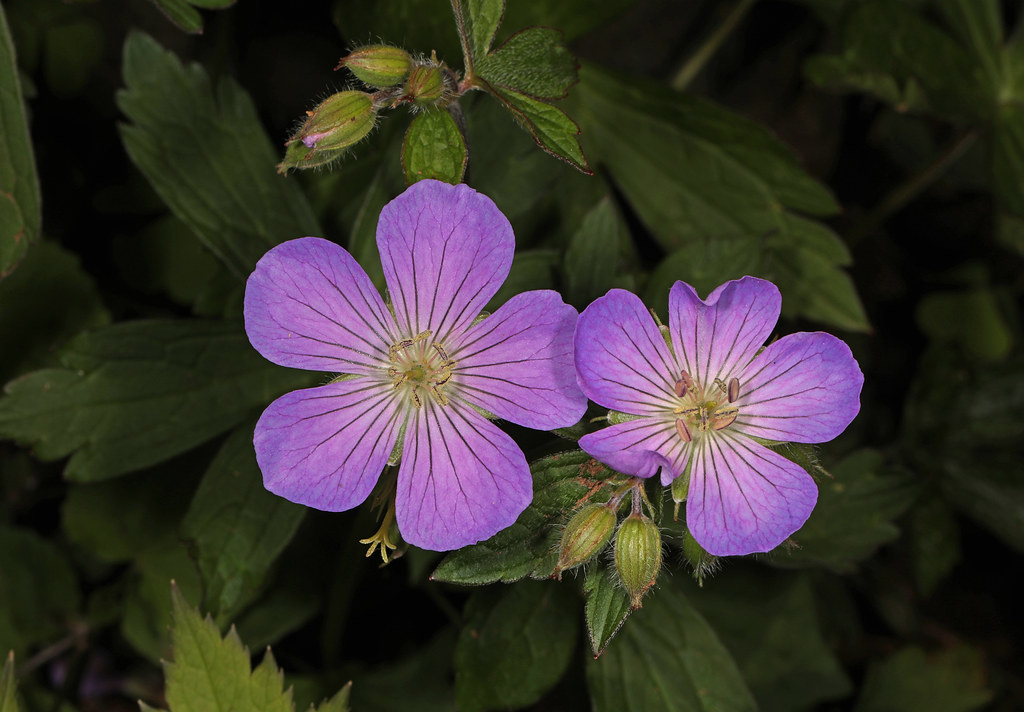 Wild Geranium