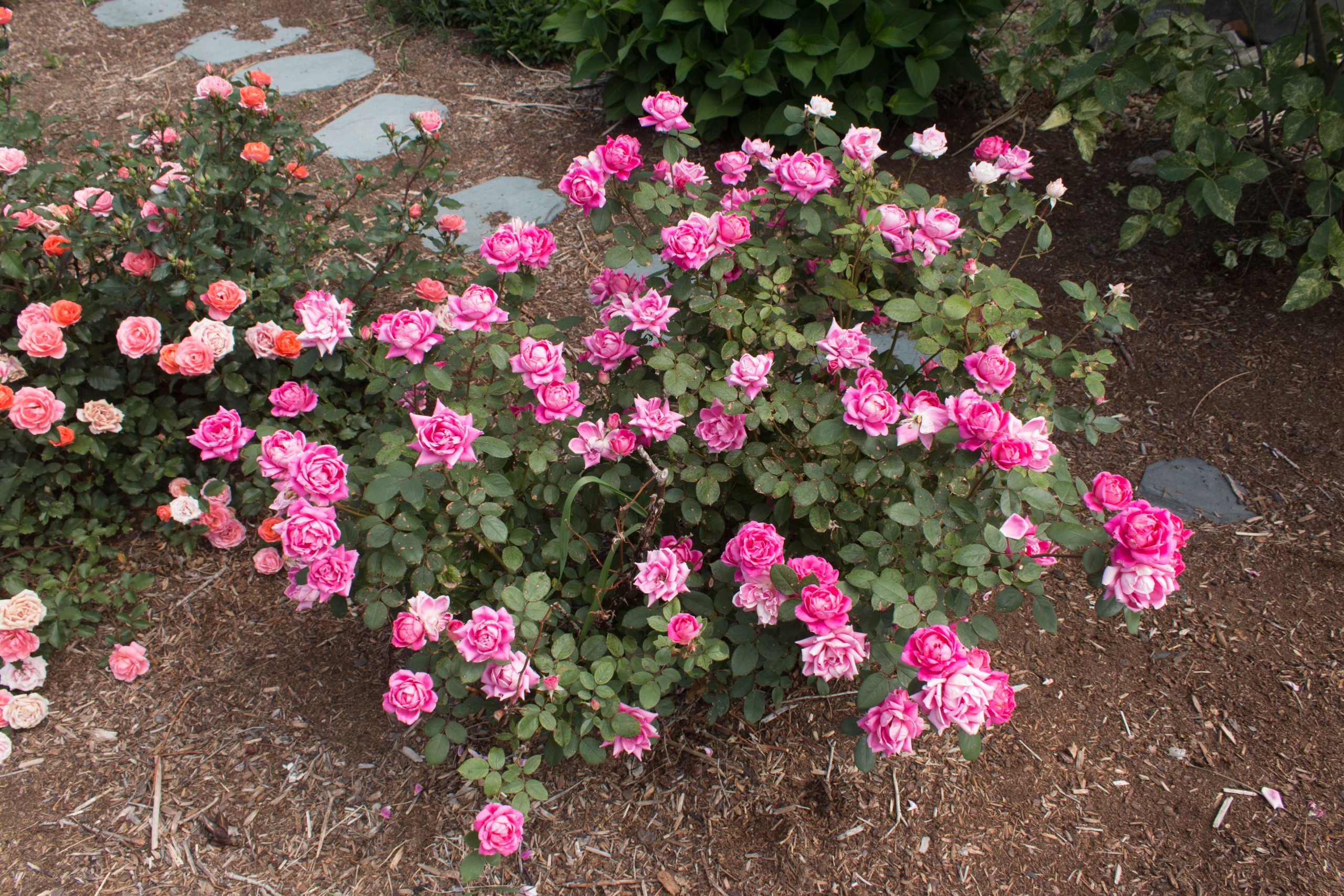 Juniper Rug Knockout Roses Rose Pink Double Knockout - Wild Juniper Nursery