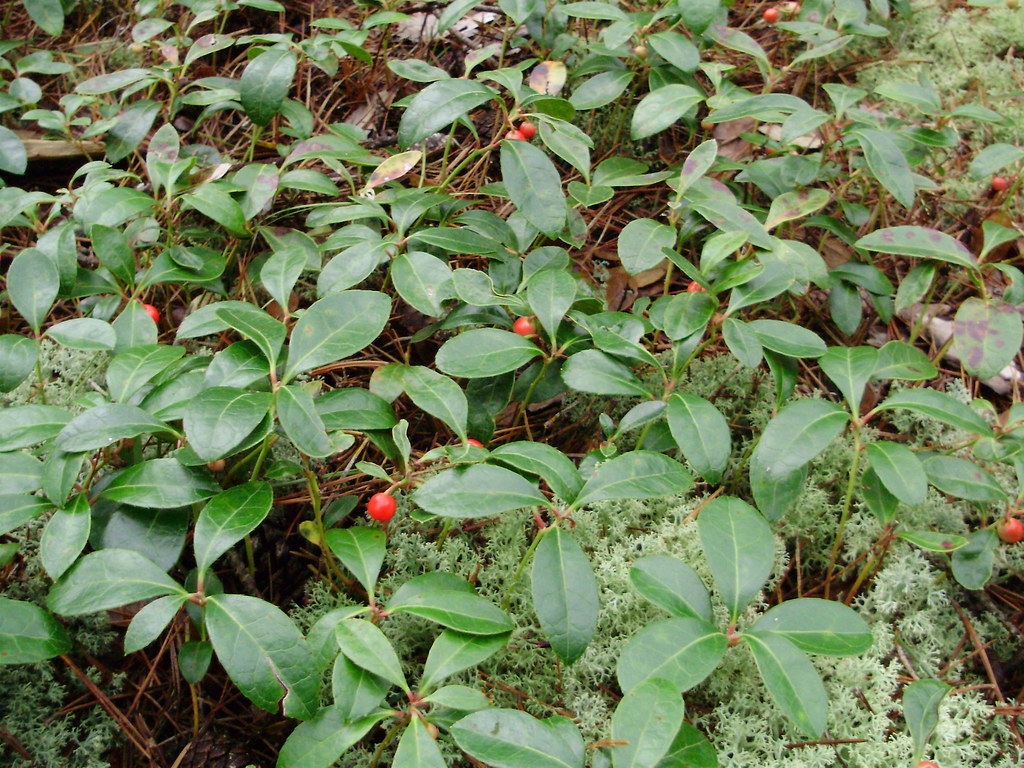 wintergreen1