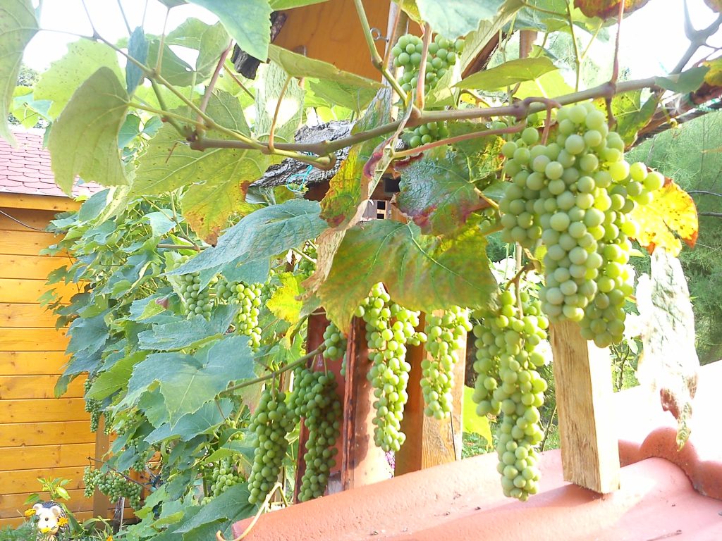 Canadice Grape