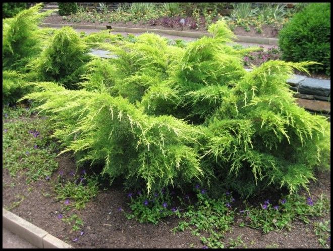 Gold Coast Juniper