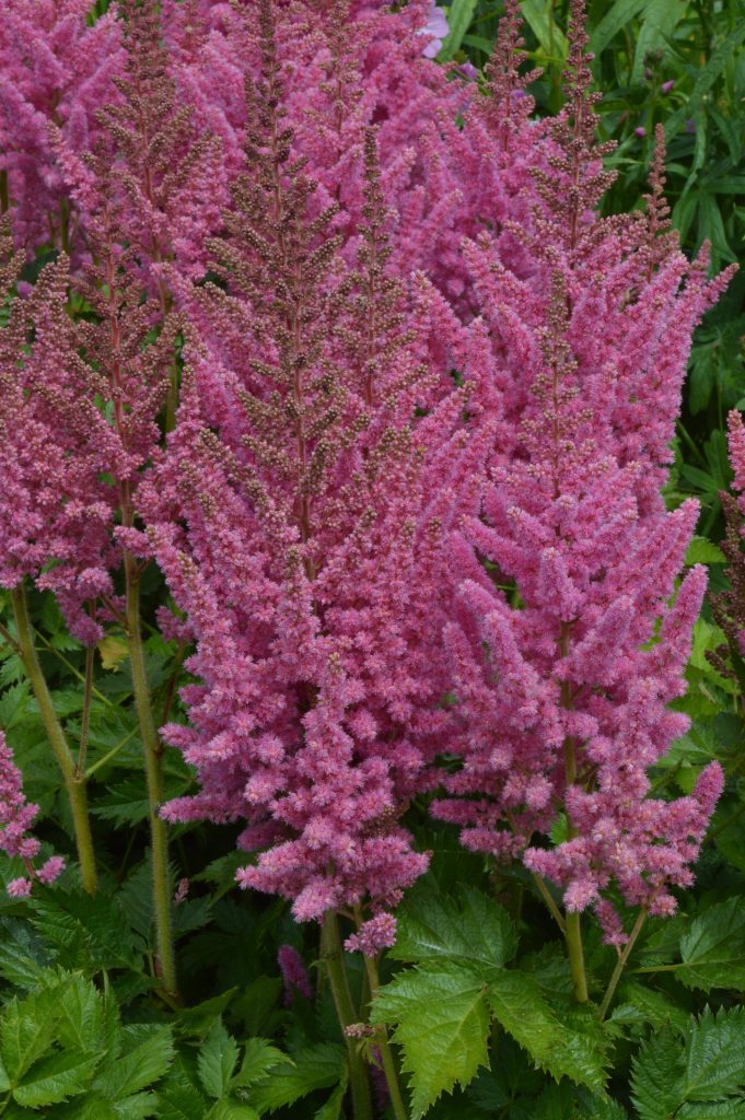 Astilbe Visions in Pink Ball
